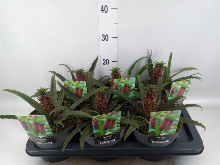Eucomis   ...mix