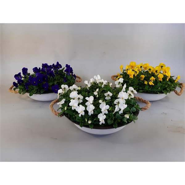 <h4>Viola Cornuta Mix old look</h4>