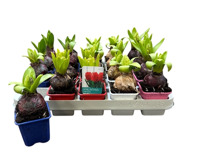 <h4>HYACIN ORIENTAL GEM</h4>