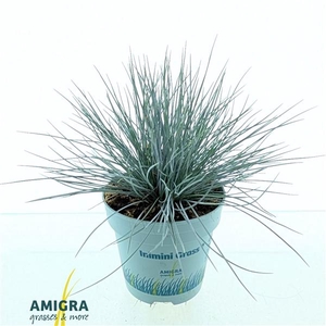 Festuca glauca CompactA Blue®