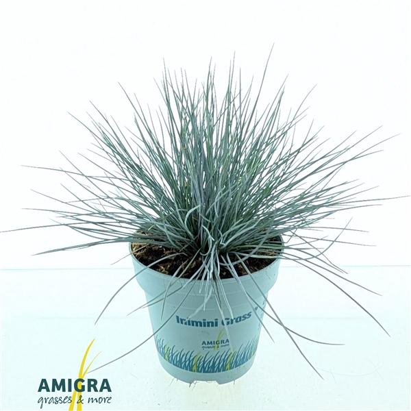 <h4>Festuca glauca CompactA Blue®</h4>