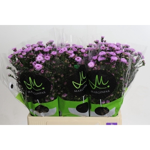 Aster Double Date Pink