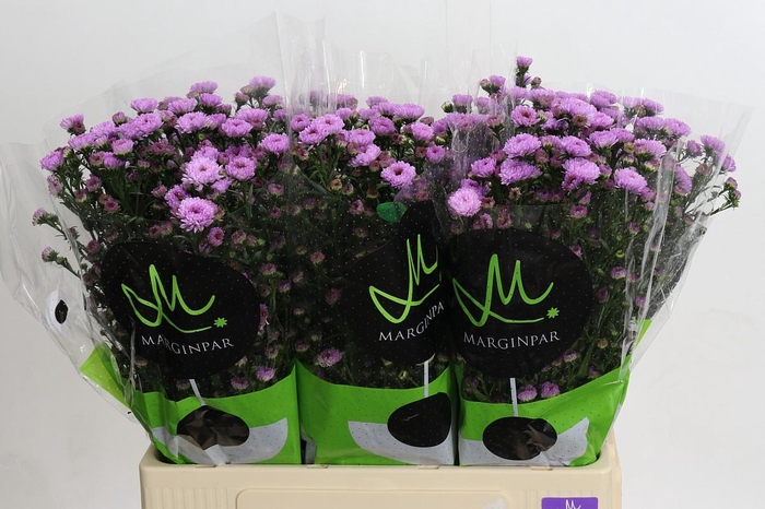 <h4>Aster Double Date Pink</h4>