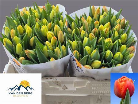 <h4>Tu Du Icoon</h4>