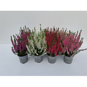 Calluna vulg. 'Beauty L'  ..mix