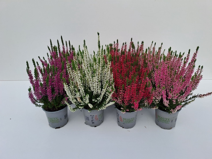 <h4>Calluna vulg. 'Beauty L'  ..mix</h4>