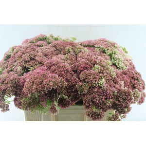 Sedum Spectabile