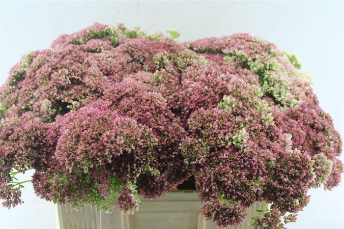 <h4>Sedum Spectabile</h4>