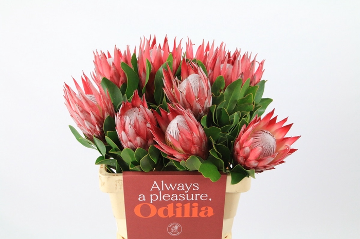 <h4>Protea Cynaroides Madiba</h4>