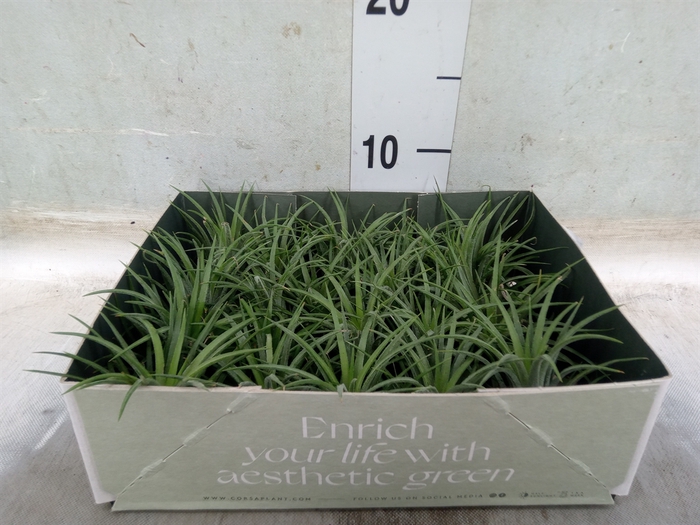 Tillandsia