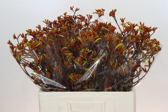 <h4>Anigozanthos Bush Sunset</h4>