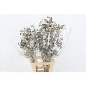 DF Lunaria Bs Platinum