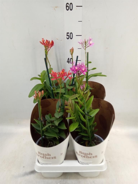 <h4>Epidendrum   ...</h4>