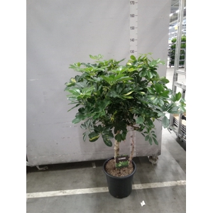 Schefflera arbor. 'Gold Capella'