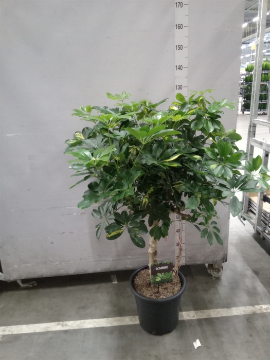 <h4>Schefflera arbor. 'Gold Capella'</h4>