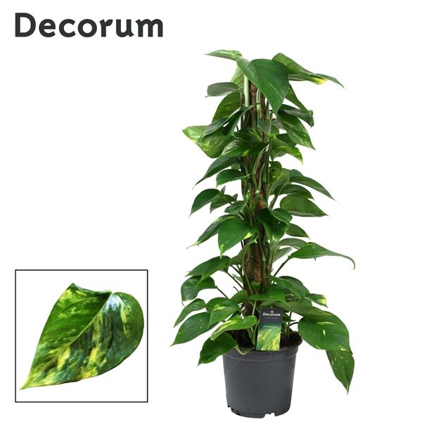 <h4>Epipremnum pinnatum mosstok</h4>