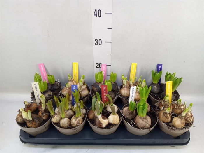 <h4>Bolbloemen   ...mix</h4>