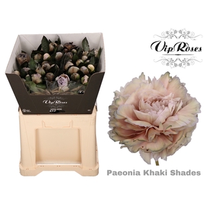 PAEONIA KHAKI SHADES