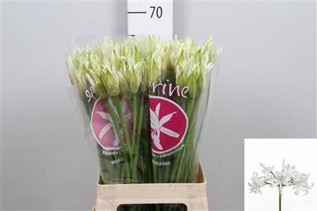 <h4>Nerine bowdenii 'Bianca Perla</h4>