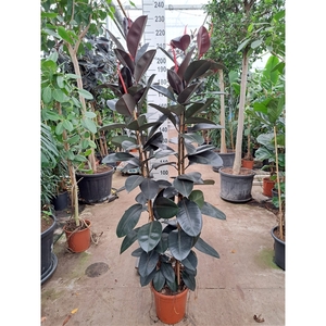 Ficus Elastica Abidjan 2 toef 240