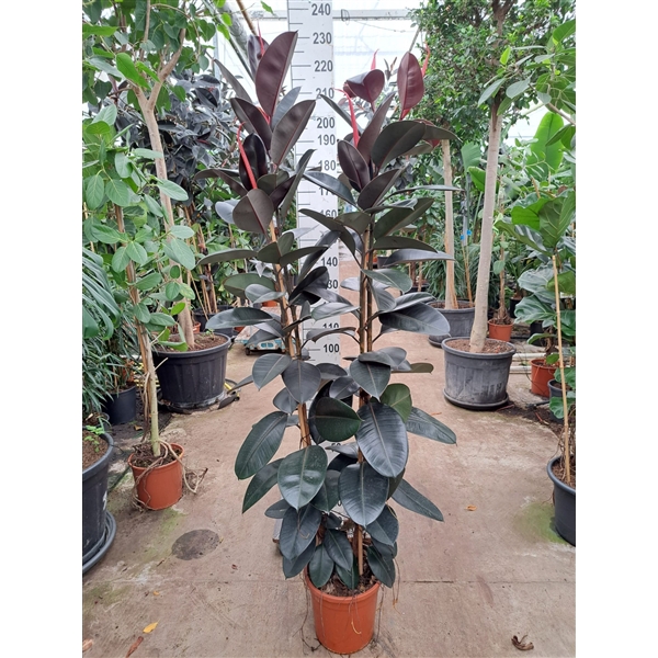 <h4>Ficus Elastica Abidjan 2 toef 240</h4>