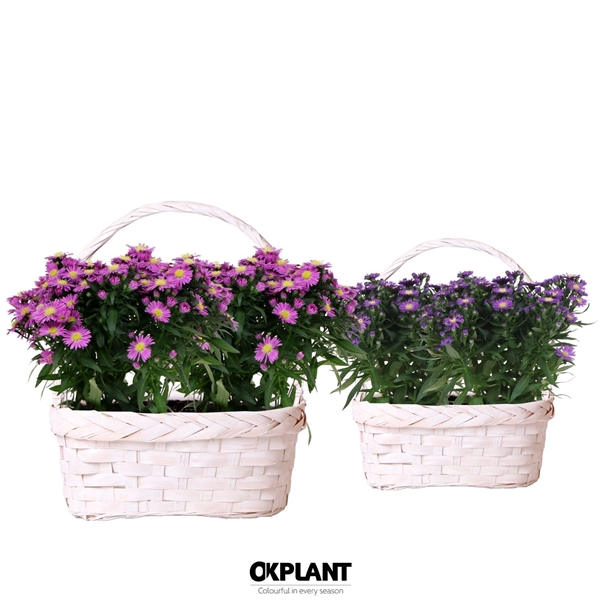 <h4>Aster Starletta Serie in Ovale Duomand</h4>
