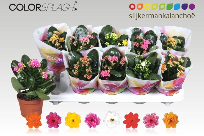 <h4>KAL GE GEM 7 KL</h4>