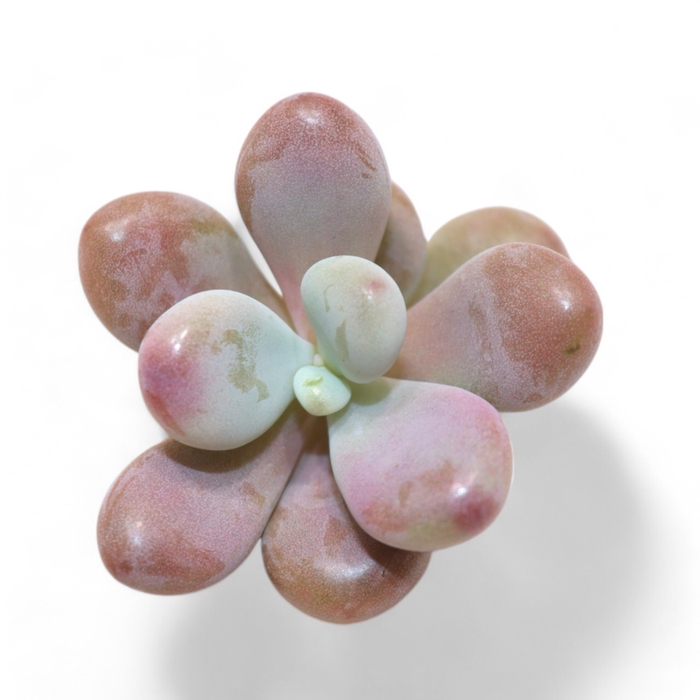 <h4>Pachyphytum Cv. Momobijn Cutflower</h4>