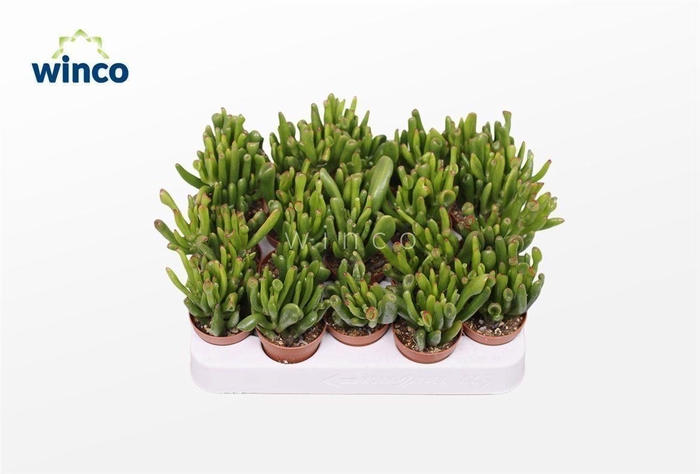 <h4>Crassula Hobbit</h4>