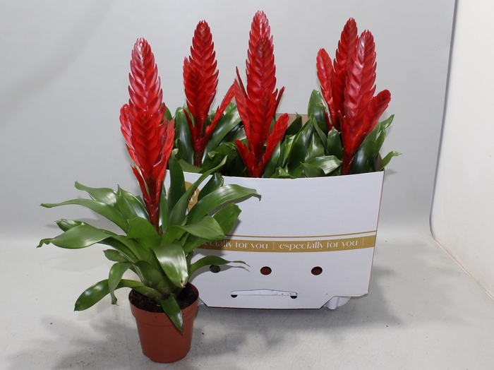 <h4>VRIES STYLE</h4>