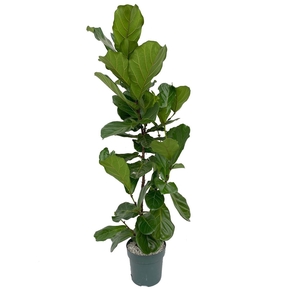 Ficus Lyrata Multistam