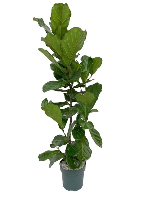 <h4>Ficus Lyrata Multistam</h4>