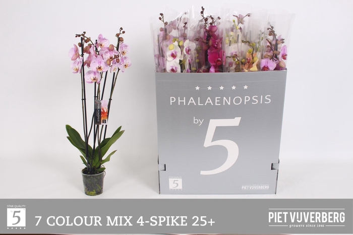 <h4>PHAL GEM 6 KL</h4>