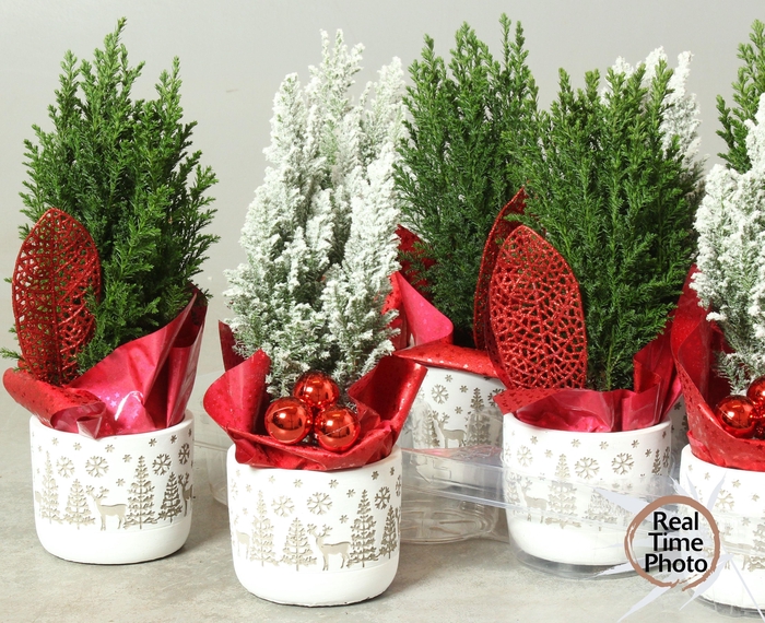 Chamaecyparis law. Ellwoodii 11Ø 30cm