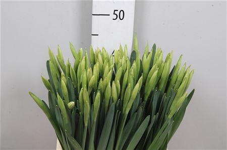 <h4>Narc G Wedding Bell</h4>