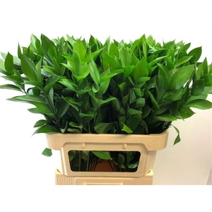 RUSCUS HYPOPHYLLUM