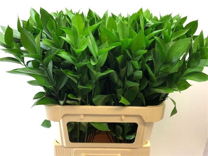<h4>RUSCUS HYPOPHYLLUM</h4>