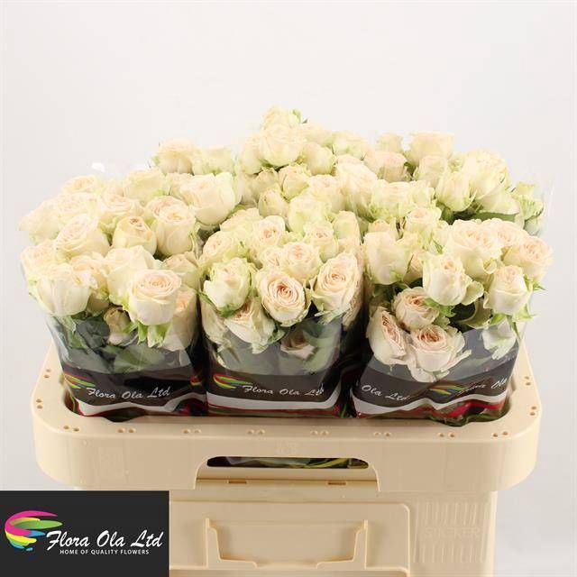 <h4>R Tr Sofie Flora Ola</h4>
