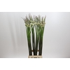 Allium Cepa Judith
