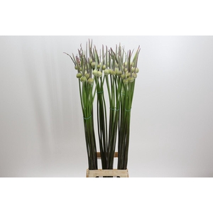 Allium Cepa Judith