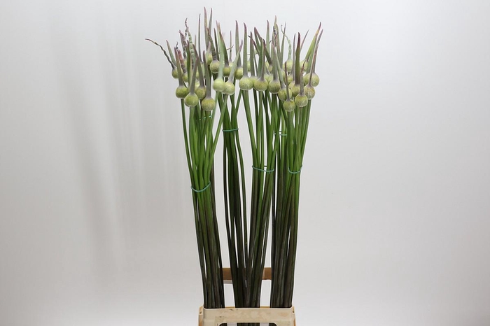 <h4>Allium Cepa Judith</h4>