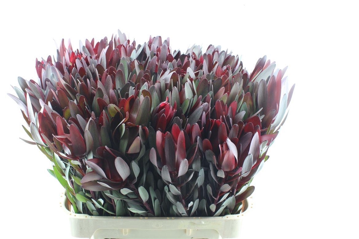 <h4>Leucad Saf Sunset</h4>