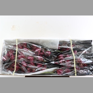 Cymb Red Maroon 12/15 Bl Per Tak