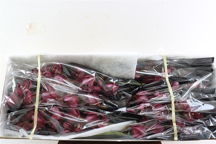 <h4>Cymb Red Maroon 12/15 Bl Per Tak</h4>