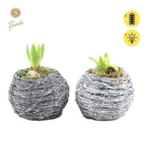 Hyacinth Mix 1413 Natural Lights 1pp