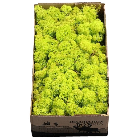 <h4>Ijslandmos (reindeer) Spring Groen</h4>