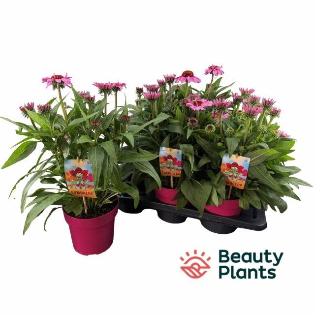 <h4>ECHINA SOMBRERO ROSE</h4>