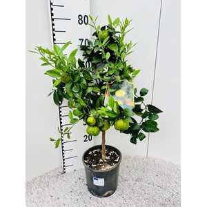 Citrus limetta Pursha-Lime on stem