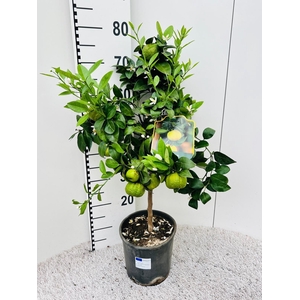 Citrus limetta Pursha-Lime on stem