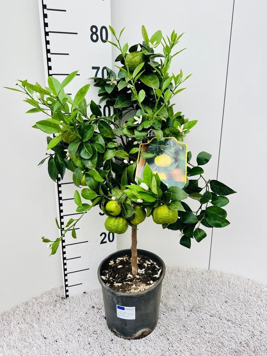 <h4>Citrus limetta Pursha-Lime on stem</h4>